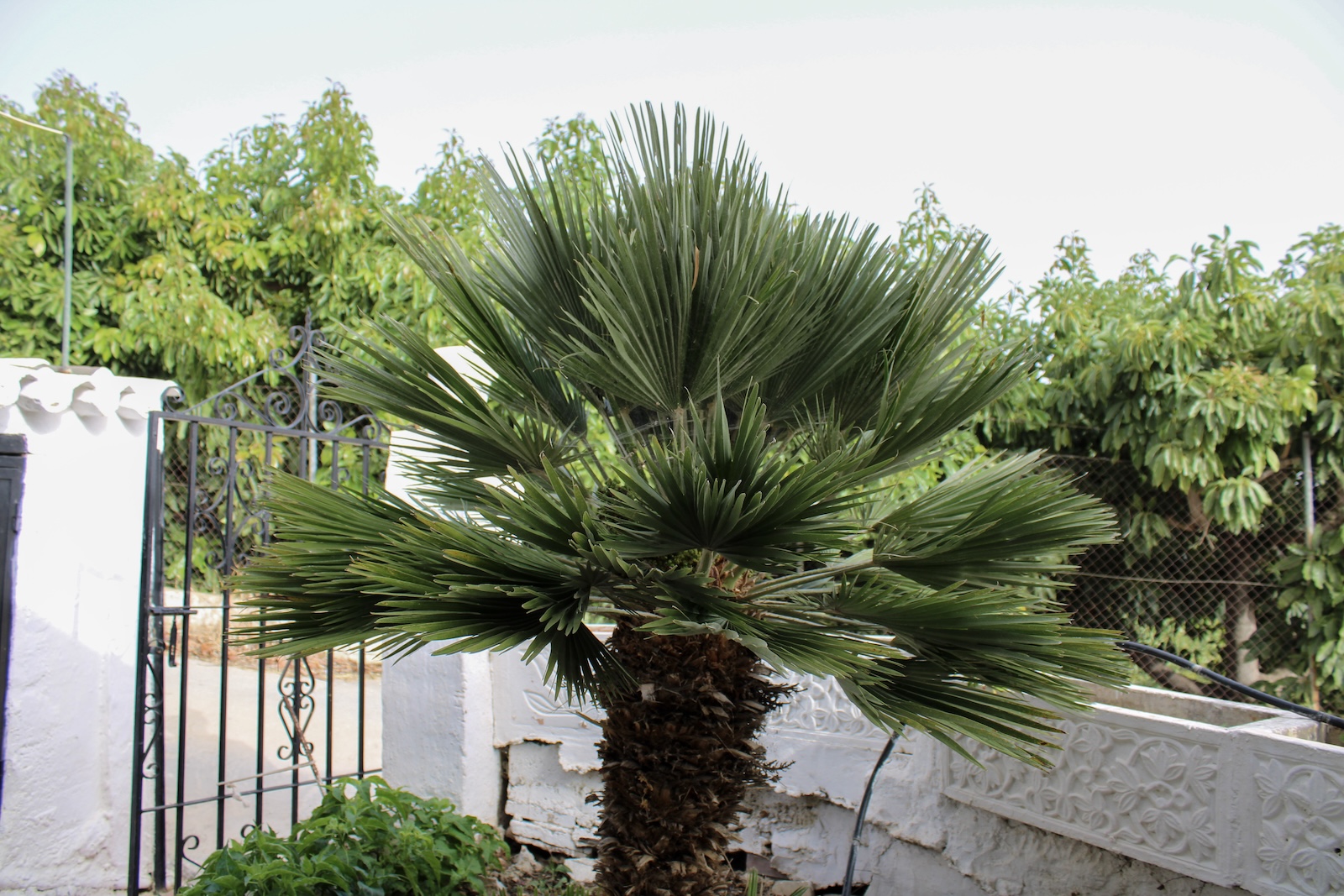 Nerja