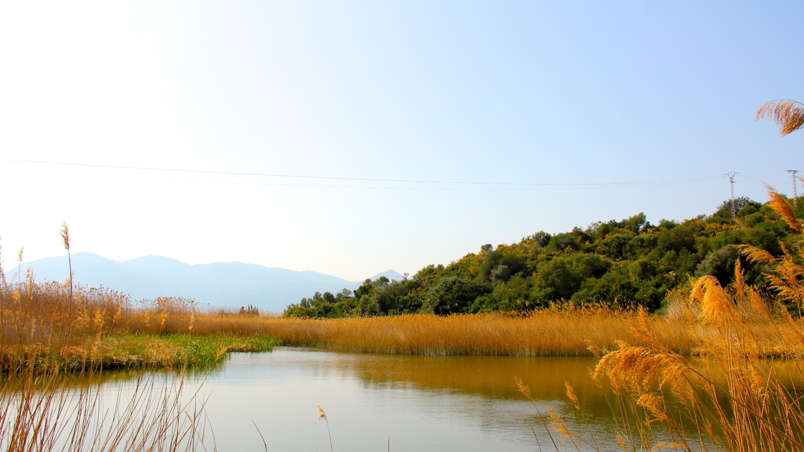 shutterstock 1166900443 - Pego