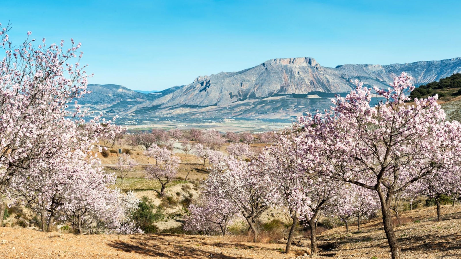 shutterstock 127231826 - Velez Blanco, Almeria