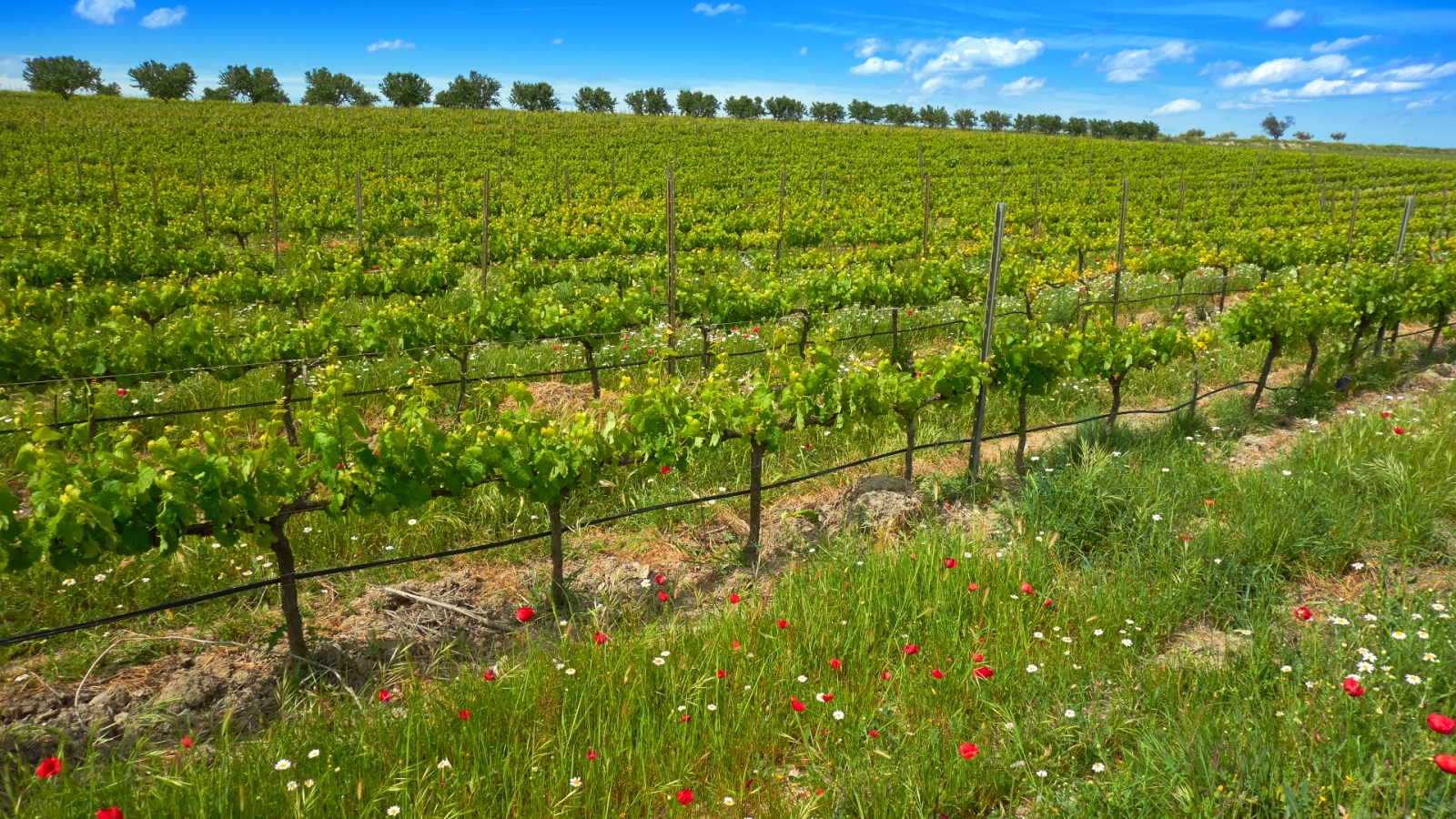 shutterstock 1240177699 - La Font de la Figuera