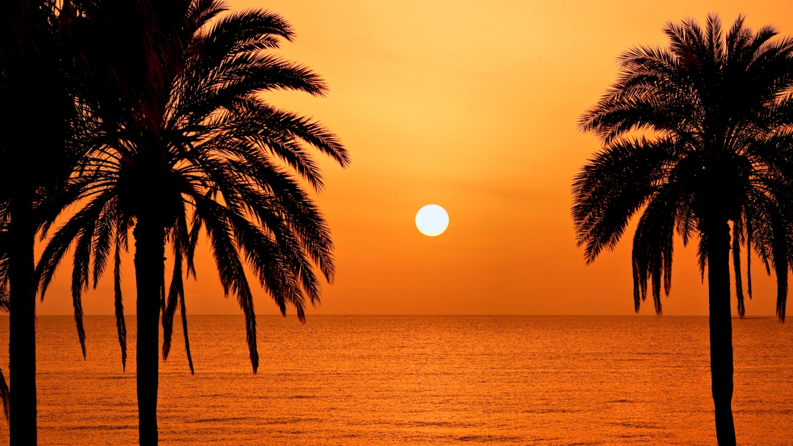 shutterstock 266456435 - Tenerife