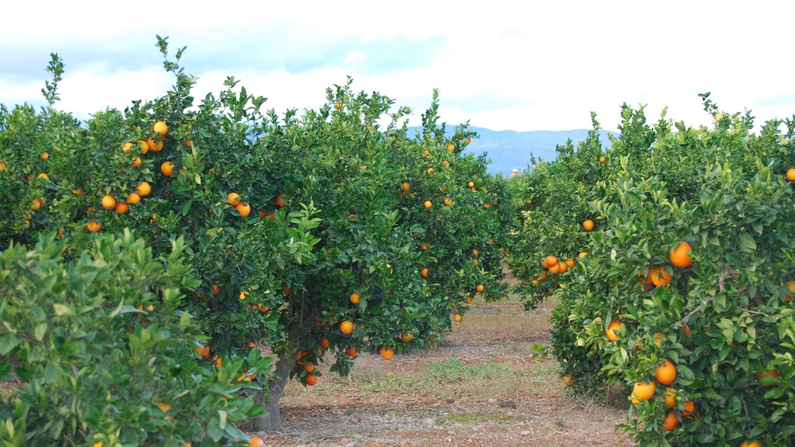 shutterstock 1243509778