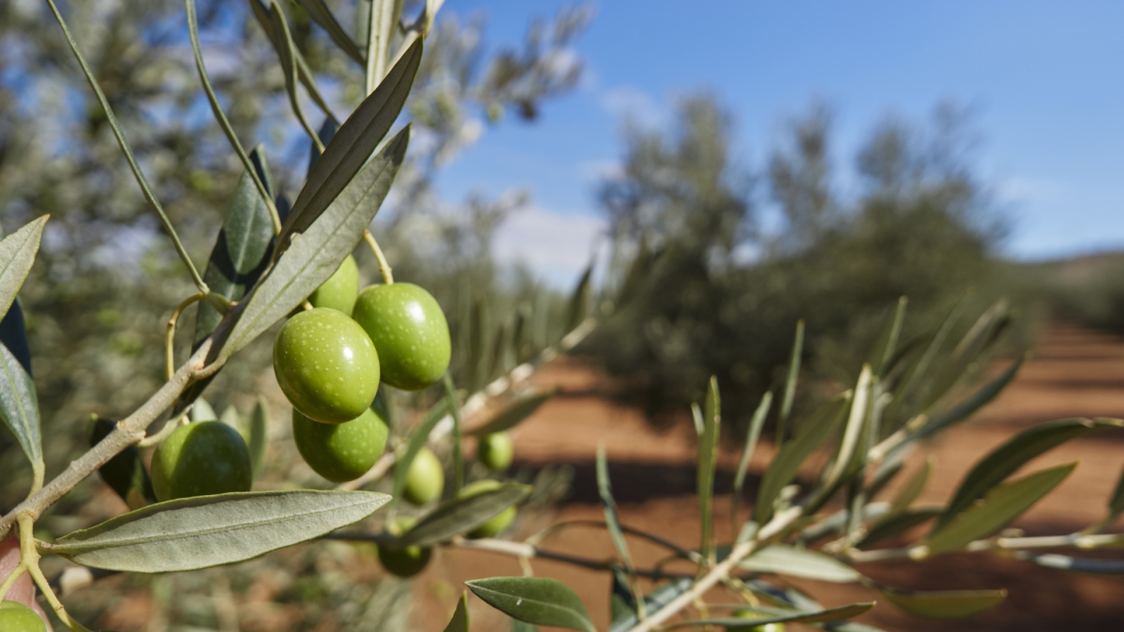 shutterstock 730610578 - Mollina